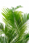 goudpalm mooi groen blad 