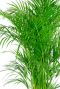 Areca palm 3