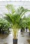 Areca palm hydrocultuur