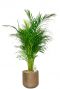 Areca palm in pot