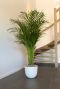 Areca plant in witte pot