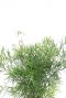 Asparagus falcatus kamerplant 1