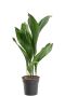 Aspidistra elatior-1