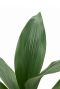 Aspidistra elatior-2