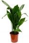 Aspidistra elatior