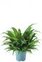 Asplenium antiquum varen plant