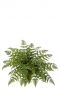 Athyrium varen kunstplant