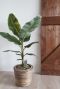 Bananenplant in mand plantenbak