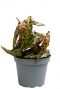 Begonia amphioxus stippen