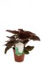 Begonia masoniana river