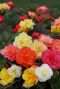 Begonia odorosa mix
