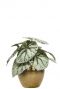 Begonia zijdeplant