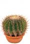 Bijzondere echinocactus ingens kopen 1