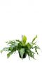 Bijzondere microsorum crocodyllus kamerplant