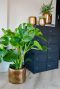 Bloempot goud arwin 3
