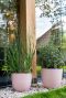 Alocasia Branchifolia Pink Passion blad