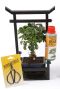 Bonsai boom verzorgingsset 1