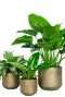 Bronzen potten kamerplant