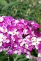 Buddleja berries cream tuinplant