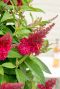 Buddleja butterfly candy little ruby tuinplant