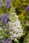 Buddleja davidii white profusion