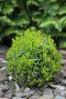 Buxus sempervirens ball 25cm