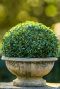 Buxus sempervirens ball 50cm 1 1