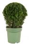 Buxus sempervirens ball p21 1