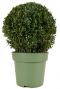 Buxus sempervirens ball p27 1