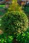 Buxus sempervirens ball p27 35cm