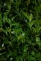 Buxus sempervirens pyramid blad
