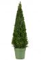 Buxus sempervirens pyramid p23