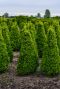 Buxus sempervirens pyramid tuinplanten
