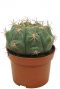 Cactus-gymnocalycium-saglione