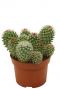Cactus-mammillaria-ernestii