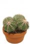 Cactus-melocactus-matanzanus-klein