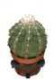 Cactus-melocactus-maxonii