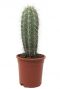 Cactus-pachycereus-pringlei