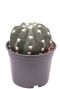 Cactus echinopsis subdenudata