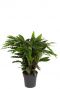 Calathea elgergrass kamerplant 1