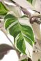 Calathea fusion white blad