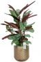 Calathea in bloempot