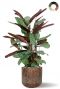 Calathea in bruine plantenbak