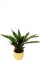 Calathea in elho pot