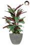 Calathea in luxe pot