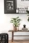 Calathea Leopardina