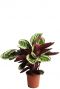 Calathea met grote bladeren