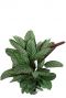 Calathea oppenheimiana pauwenplant 1