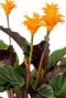 Calathea oranje bloem