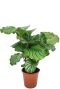 Calathea orbifolia p19 1